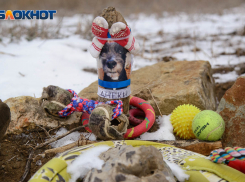 Известное кладбище домашних животных снесли в Волгограде 