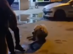 Схватка алабая и волгоградца попала на видео - собака истекла кровью до смерти