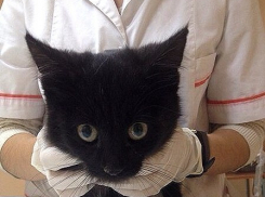 В ветклинике Волгограда умер котенок, которым подростки играли в футбол 