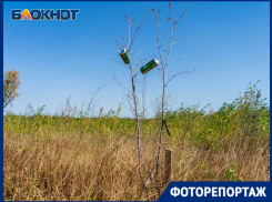 Засыхающие среди камышей саженцы после реабилитации озера в Волгоградской области показал фотограф