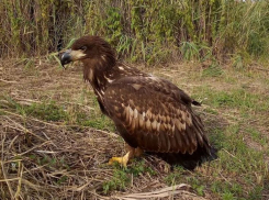 Больного орла срочно спасают в Волгоградской области: нужна помощь