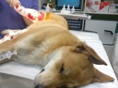 В Волгограде умирающий пёс с раздробленной лапой приполз к людям, моля о помощи