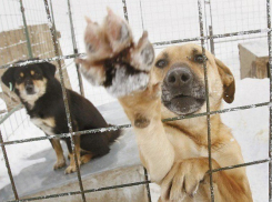 Пользователи соцсети «ВКонтакте» обвинили работников приюта «Дино» в жестокости и корысти