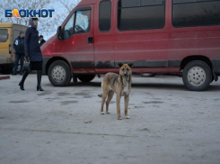 Арестованы трое бастовавших в центре Волгограда маршрутчиков