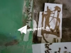 Похоже на фильм ужасов: нашествие тараканов в жилом доме показали волгоградцы 