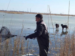 Две породистые собаки заблокированы на тонущем острове посреди озера в Волгограде 