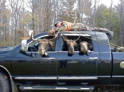 «Пьяных оленей» на старой иномарке разыскивают в Волгограде