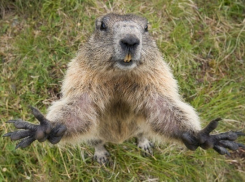 Сурки стали активно размножаться в Волгоградской области ﻿