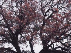 Дуб-патриарх из Волгоградской области получил звание памятника