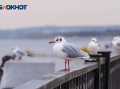 Заморозки до -4 ожидаются в Волгоградской области 