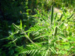 Главу поселка под Волгоградом оштрафовали за плантации амброзии