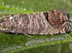 Опасные бабочки-вредители оккупировали Волгоград и область