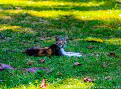 Жара окутала Волгоград накануне осени