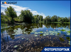 Под Волгоградом зацвели обмельчавшие лотосы