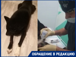Домашнего пса покалечили безграмотной кастрацией в горпитомнике Волгограда