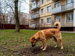 Снег растаял, а фекалии нет: волгоградских собачников ткнули носом в пахучие кучки