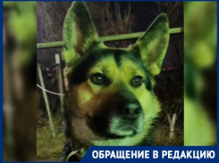 Умер с пеной у рта: в Волгограде живодеры вторглись на частную территорию и убили питомца