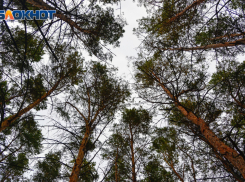 Волгоградцы массово травятся грибами