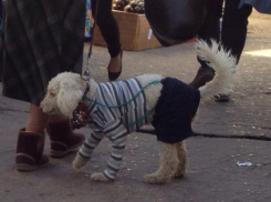 Женщина в валенках выгуливала по центру Волгограда модного пуделя