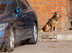 Волгоградские депутаты оправдались за поддержку закона об усыплении дворняг