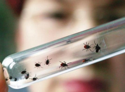 В Волгоградской области почти 600 человек стали жертвами клещей