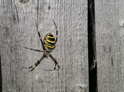 Волгоградец похвастался влюбленным в него пауком 