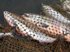 Сотрудник УФСИН Волгограда задержан за браконьерство