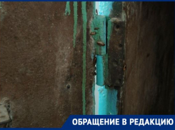 «Старые дохнут, новые появляются»: распоясавшиеся тараканы стали кошмаром волгоградской многоэтажки 