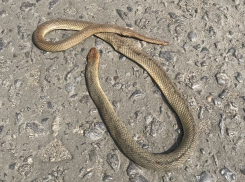 Краснокнижного полоза заметили у аэропорта Волгограда и убили