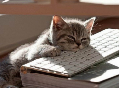 Интеллектуалы Волгограда развлекаются как могут