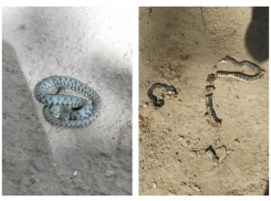 Краснокнижного полоза разрубила на куски волгоградка из-за страха за детей