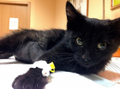 Волгоградские подростки играли в футбол котенком