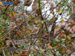 Солнце не обрадует Волгоград 4 ноября 