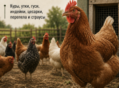 Куриную амнистию объявили в Волгоградской области 