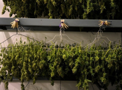 Камышанин выгнал из дома мать, мешавшую сушить марихуану