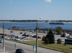 Посаженные недавно голубые ели и хризантемы украли на Нулевой Продольной в Волгограде