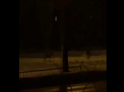 По ночному Волгограду разгуливала косуля: олененка сняли на видео