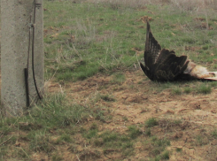 Энергетики ответят за гибель краснокнижного орла-курганника в Волгоградской области