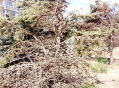 Умирают ели у ЖК Бейкер Стрит, перевезенные с волгоградской набережной, - горожане