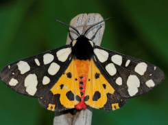 Ночные бабочки с хитрым циклом жизни порхают в Волгоградской области