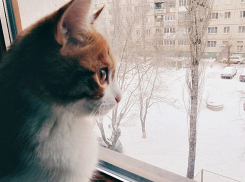 Разогретой до +7ºС Волгоградской области обещают ночные метели