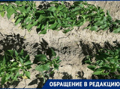 Колонки для воды снесли: дачники СНТ «Нефтяник-2» в Волгограде неделю «хоронят» урожай  