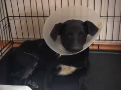 «Штопаный-перештопанный»: с жуткими переломами лап спасают щенка в Волгограде