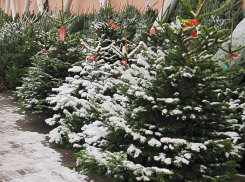 Нелегальный елочный базар закрыли под Волгоградом 