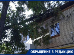 Ураган обрушил дерево на крышу МКД в Волгограде
