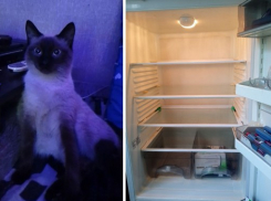 Щедрых простаков ищет среди волгоградцев голодный студент с котиком и пустым холодильником