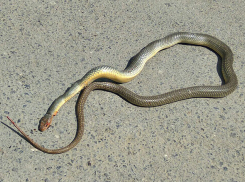 Огромную, но безобидную змею жестоко забили лопатой на западе Волгограда