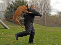 В погоне за преступником собака покусала полицейского под Волгоградом