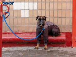  Умеренный ветер и туман: погода в воскресенье в Волгограде