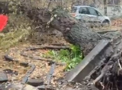 Огромный исторический клен рухнул при коммунальных раскопках в Волгограде